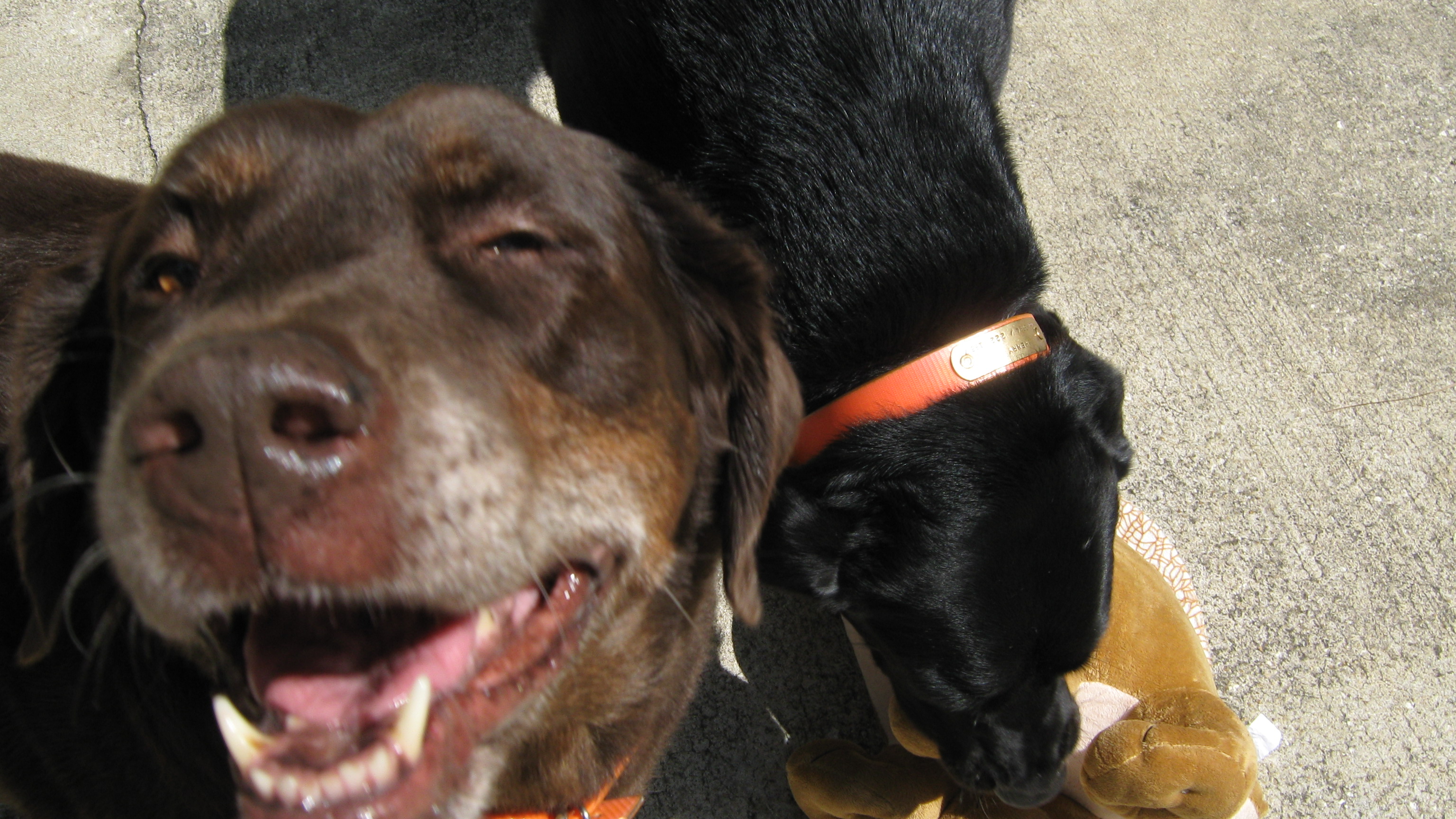 Hershey smiling